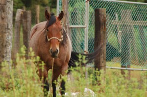 photo from arinas74.stockxchng