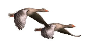 geese-flying-free-action-planet-pixabay