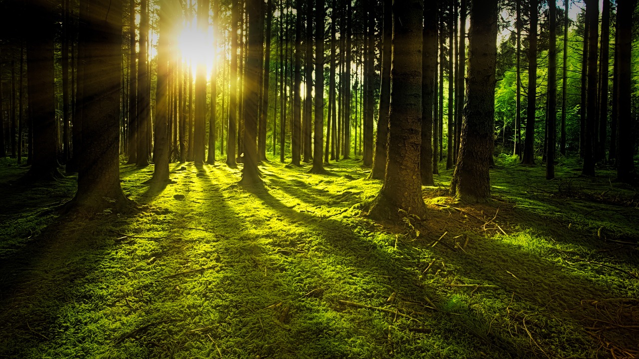 sun casting long shadows on green earth through a forest of mature trees 